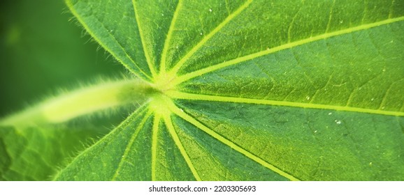 Natural Green Plant And Flowers Macro Landscape Background Image