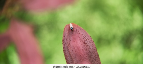 Natural Green Plant And Flowers Macro Landscape Background Image