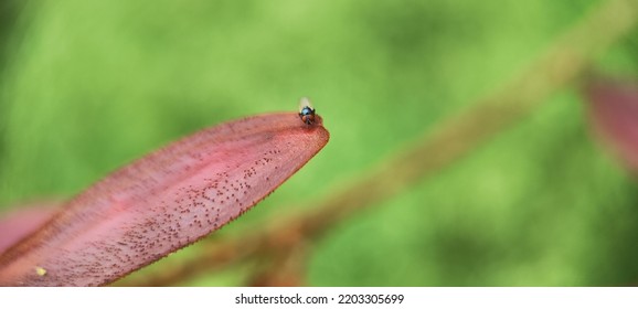 Natural Green Plant And Flowers Macro Landscape Background Image