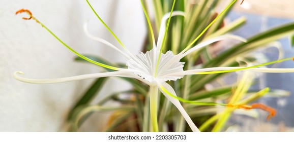 Natural Green Plant And Flowers Macro Landscape Background Image