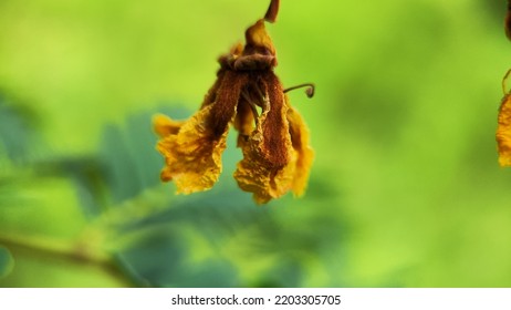 Natural Green Plant And Flowers Macro Landscape Background Image