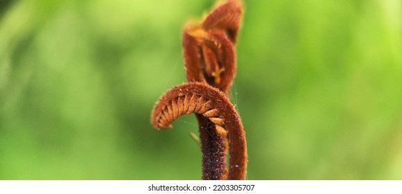 Natural Green Plant And Flowers Macro Landscape Background Image