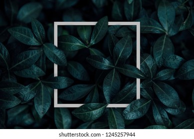 Natural green plant pattern background with white square frame post. Dark nature layout design top view. Moody photo filter.