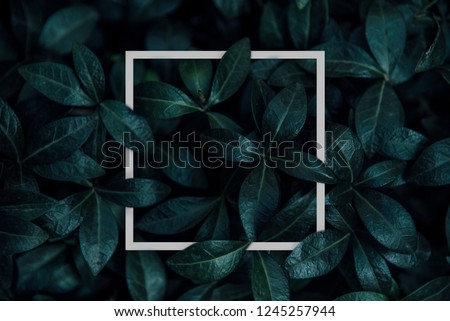 Natural green plant pattern background with white square frame post. Dark nature layout design top view. Moody photo filter.