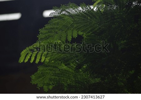 Natural green plants,Leucaena leucocephala leaves or can also be called Chinese petai,The leaves of the Kathina tree,green leaves of the plant, the lead tree,Nature background .selective focus.