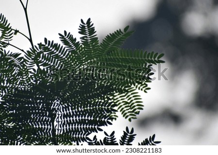 Natural green plants,Leucaena leucocephala leaves or can also be called Chinese petai,The leaves of the Kathina tree,green leaves of the plant, the lead tree,Nature background .selective focus.