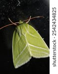 natural green silver lines moth macro photo