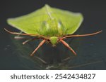 natural green silver lines moth macro photo