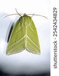 natural green silver lines moth macro photo