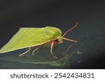 natural green silver lines moth macro photo