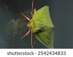 natural green silver lines moth macro photo