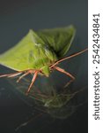 natural green silver lines moth macro photo