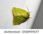 natural green silver lines moth macro photo