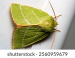 natural green silver lines moth macro photo