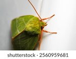 natural green silver lines moth macro photo