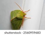 natural green silver lines moth macro photo