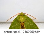 natural green silver lines moth macro photo