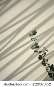 Natural green stylish eucalyptus leaf stem. Botanical element minimal against organic shadow overlay abstract texture background.