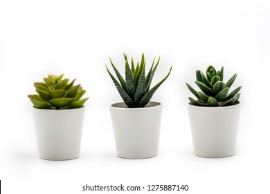 Natural green succulents cactus, Haworthia attenuata in white flowerpot isolated on white background - Shutterstock ID 1275887140