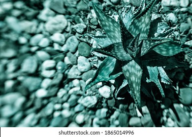 Natural Green Tones Background With One Christmas Carol, Suculent Or Cactus. Tidewater Green Aloe Leaves Close Up Isolated On Green Background, Abstract Natural Pattern. Young Dragon Tree Garden