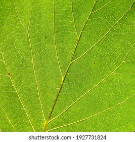 Natural green vein leaf pattern of tropical plant. Foliage leaf texture background.