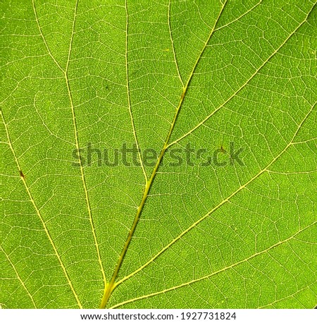 Natural green vein leaf pattern of tropical plant. Foliage leaf texture background.