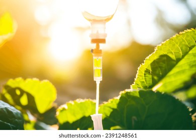 Natural green vitamin nutriention iv drip therapy drug treatment concept.doctor use treatment patient loss nutrition and chemotherapy drug treatment cancer concept.