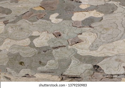 Natural Grey Camouflage Texture From Real Tree Wood Camo