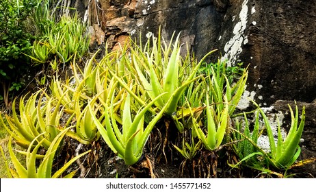 Aloes Vera Images Stock Photos Vectors Shutterstock