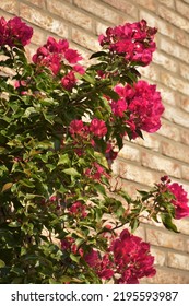 Natural Grown Magenta Bougainvillea Grown At A Wall