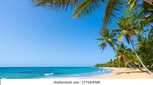 Natural Hawaiian palms beach landscape in summer sunny day. Coconut palm trees and palm leaves hang over a beautiful blue sea and sky. 