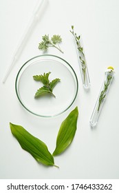 Natural herbal medicine, cosmetic products research, bio science, organic skin care, laboratory glassware with plants.
