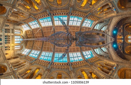 natural history museum, blue whale