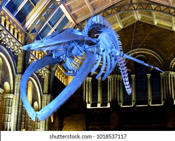 Natural History Museum, London / UK - 02/02/18: Skeleton of blue whale (Balaenoptera musculus) 'Hope' in Hintze Hall.