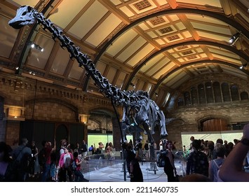 Natural History Museum, London, UK - August 2022: The Large Dippy The Dinosaur Skeleton On Display In The Museum