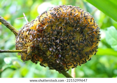 Natural Honey Bee Hive with bees. Close up hornet with nest. Wasps in the nest. A hornet's nest that is widely distributed. Tropical wasp nest. Bee honeycomb of bee insects on tree in nature.