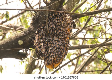 16,446 Honeycomb tree Images, Stock Photos & Vectors | Shutterstock