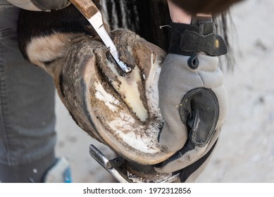 Natural hoof trimming - the farrier trims and shapes a horse's hooves using the knife, hoof nippers file and rasp.