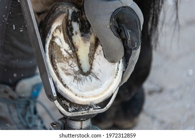 Natural hoof trimming - the farrier trims and shapes a horse's hooves using the knife, hoof nippers file and rasp.
