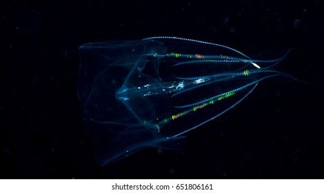 Natural Iridescence Of A Comb Jellyfish At Night.