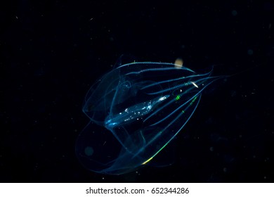 Natural Iridescence Of A Comb Jellyfish At Night.