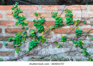 Natural Ivy Frame On An Old Brick Wall