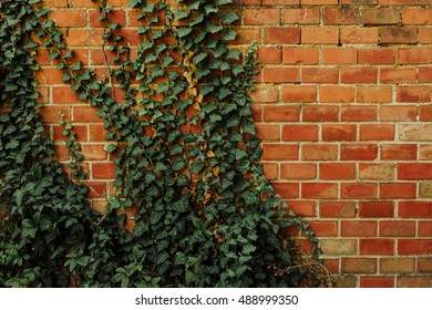 Natural Ivy Frame On An Old Brick Wall