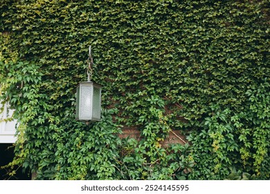 Natural ivy growth by green wall of leaves. Street lamp among the ivy. Victorian vintage street lantern at the day time, turned off. - Powered by Shutterstock