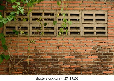 Natural Ivy On An Old Brick Wall