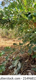 Natural Kenya Landscape  Found In Eastern Kenya On Semi Arid Areas 