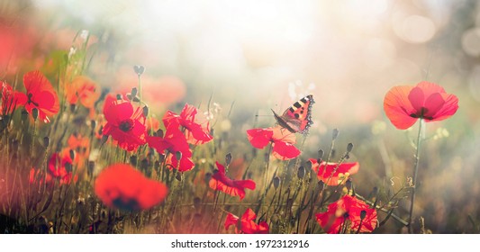 Natural landscape with blooming field of poppies at sunset. Poppies flowers and butterfly in nature in morning sunlight.