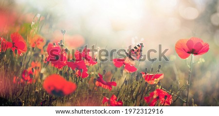 Natural landscape with blooming field of poppies at sunset. Poppies flowers and butterfly in nature in morning sunlight.