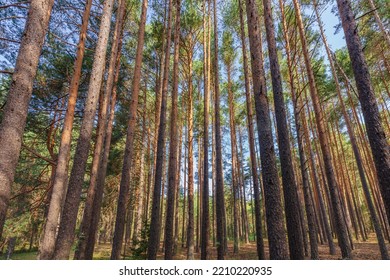 Natural Landscape Of A Dense Pine Tree Forest In Serranía De Cuenca, Spain