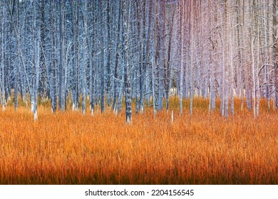 Natural Landscape Of Drought Heat Zone Of Grey Dead Trees With Orange Grass Field In Yellowstone National Park.